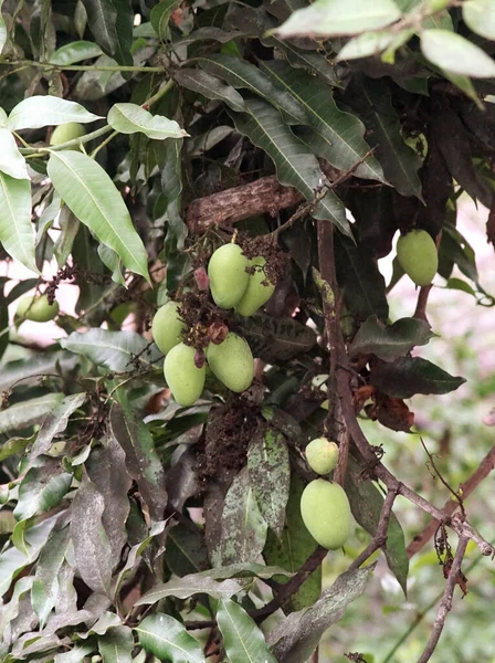 Group Mango Fruit Tree — Stock Photo, Image