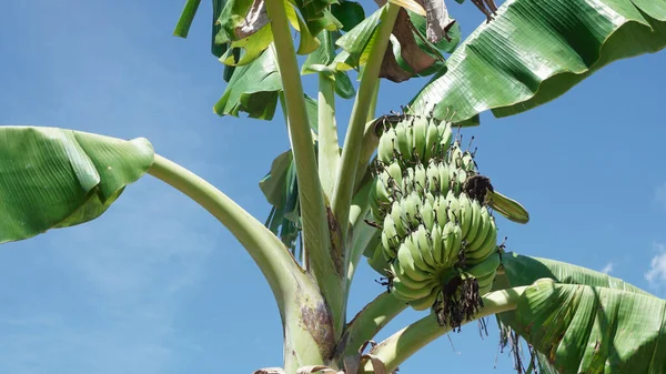 Banana Fruit Plan Rapproché Avec Fond Bleu Ciel — Photo