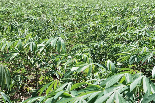 Cassava Strom Farma Pozadí Zemědělství Chonburi Thajsko — Stock fotografie