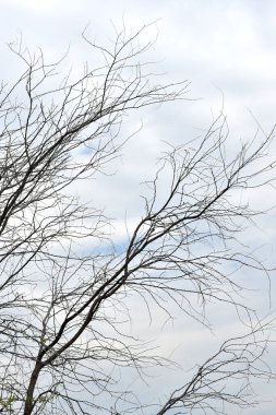 Bulutlu arkaplanı olan kurumuş ağaç