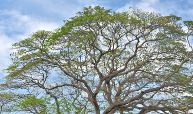 Mavi gökyüzü ile büyük ağaç gölgesi