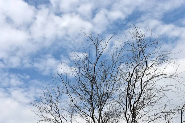 Sušený Strom Modrou Oblohou Mraky Pozadí — Stock fotografie
