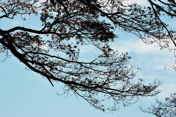 Silhueta Ramo Árvore Com Fundo Azul Céu — Fotografia de Stock