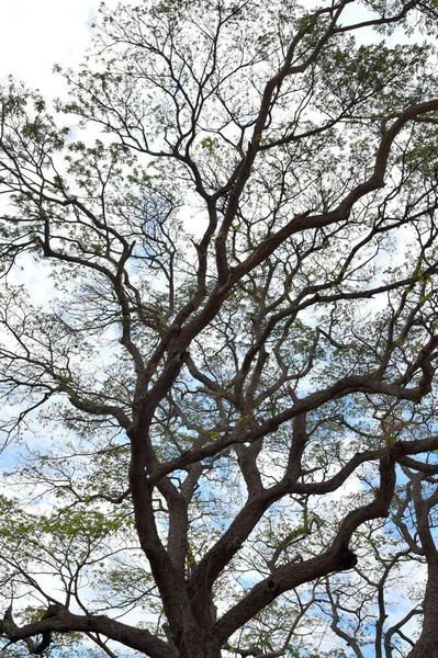 Natureza Fundo Árvore Grande Dossel Padrão Com Fundo Azul Céu — Fotografia de Stock