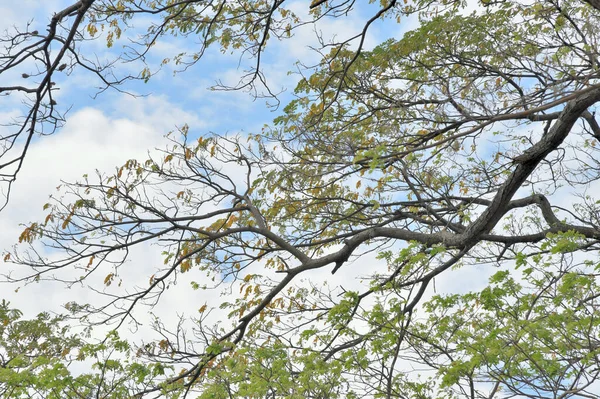 青空と雲が広がる木の枝 — ストック写真