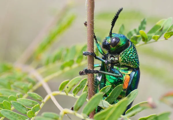 Besouro Metálico Pernas Verdes Sternocera Aequisignata Escaravelho Jewel Escaravelho Chato — Fotografia de Stock