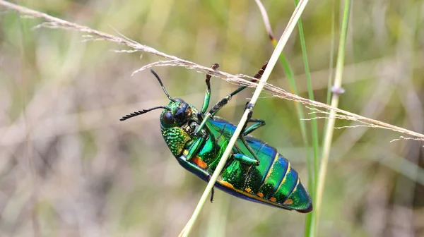 草の上に緑の足の金属性甲虫 ステルノセラ エクシニガータ 又は金属性の木のボーリング性甲虫 — ストック写真