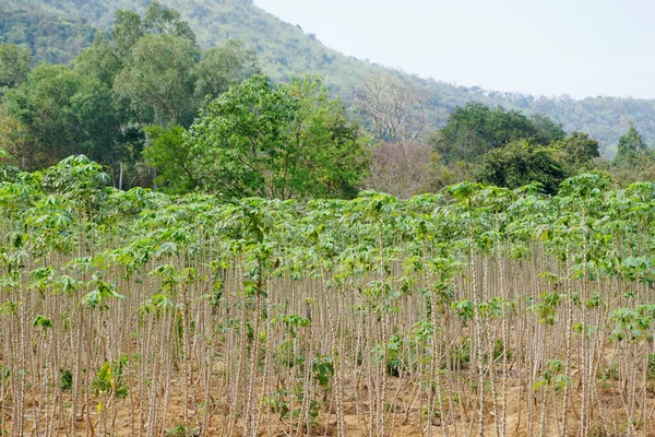 Cassava Boomkwekerij Het Platteland — Stockfoto