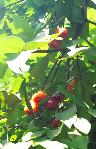 树上的新鲜玫瑰苹果或爪哇苹果 — 图库照片