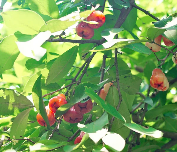 Java Elması Gül Elması Ağaçta Çiçek Açar — Stok fotoğraf