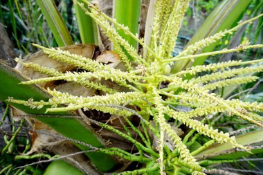 Ağaçta açan hindistan cevizi çiçeğine yakın.