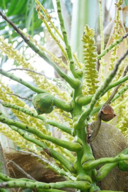 Ağaçta açan hindistan cevizi çiçeğine yakın.