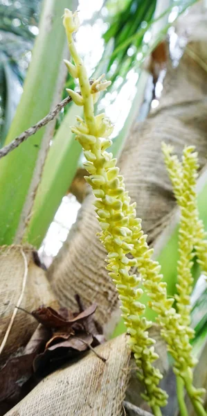 Primo Piano Della Fioritura Del Fiore Cocco Sull Albero — Foto Stock