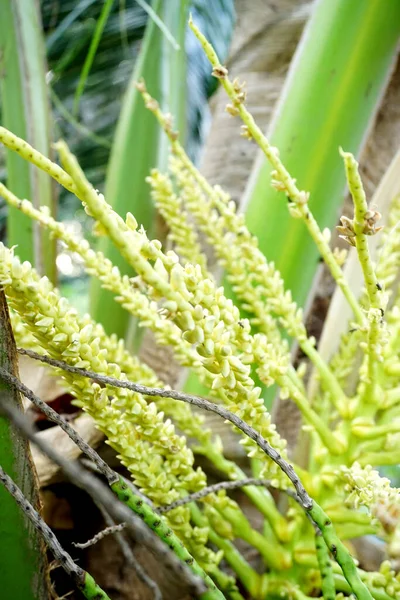 椰子花在树上绽放的特写 — 图库照片