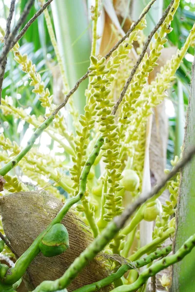 Detailní Záběr Kokosového Květu Stromě — Stock fotografie