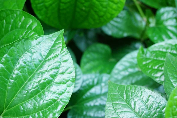 Gros Plan Feuille Bétel Fond Légumes — Photo