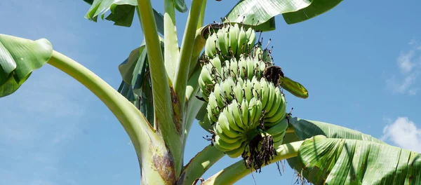 Banán Ovoce Zblízka Záběr Modrým Nebem Pozadí — Stock fotografie