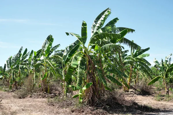 Banana Farm Blue Sky Agriculture Background — Stock Photo, Image