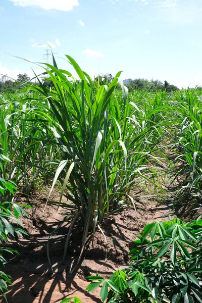 Planta Cana Açúcar Crescida Agricultura Fundo — Fotografia de Stock