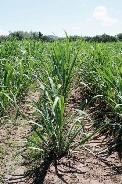 Planta Cana Açúcar Crescida Agricultura Fundo — Fotografia de Stock