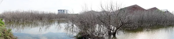 2022年2月26日 チョンブリ県カオ ムックにおいて 葉のないカラマツのパノラマビューが沼に立つ — ストック写真