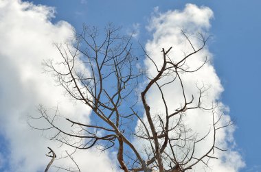 Mavi gökyüzünde bulutları olan kurumuş ağaç soyut doğa arka planı
