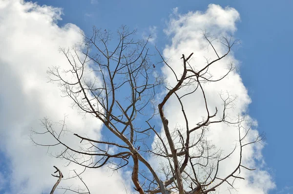 Árbol Seco Con Nubes Cielo Azul Fondo Natural Abstracto — Foto de Stock