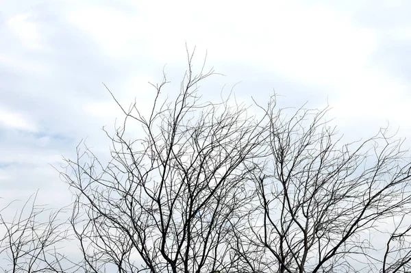 蓝天蓝云干枯的树 抽象的自然背景 — 图库照片