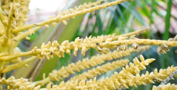 Detail Kokosového Květu Vysokoúhlé Pohledy — Stock fotografie