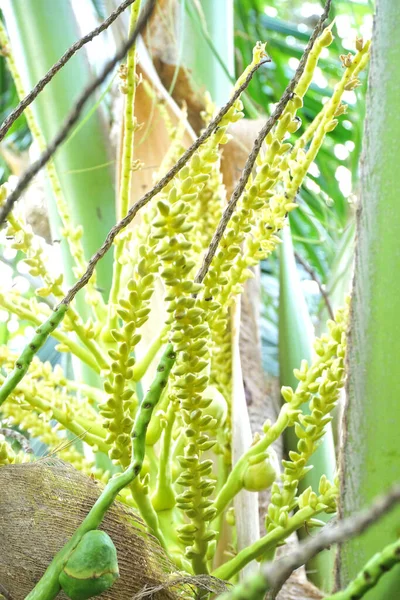 야자나무에 코코넛 — 스톡 사진