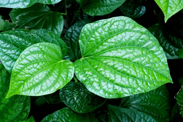 Close Betel Leaf Vegetable Background — Stock Photo, Image