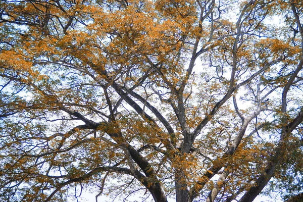 Kuru Yapraklı Ağaç Örtüsü — Stok fotoğraf