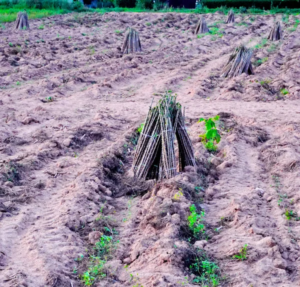 Preparing Cassava Plantation Cultivation Background — Stock Photo, Image