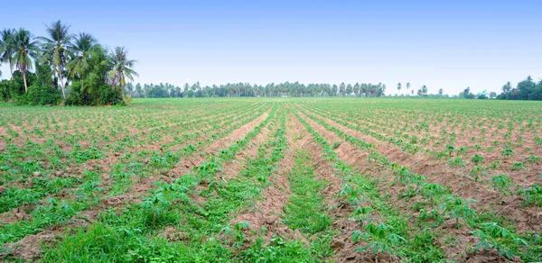 Panoramiczny Widok Farmę Cassava Krajobraz Rolnictwa — Zdjęcie stockowe