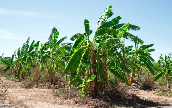 青空のバナナ農場 農業の背景 — ストック写真