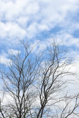 Mavi gökyüzü ve bulutlu kurumuş ağaç