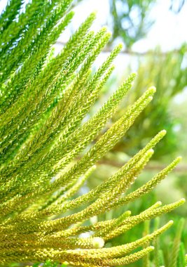 Oksijen kaynakları verimli ağaçlardan elde edilebilir.