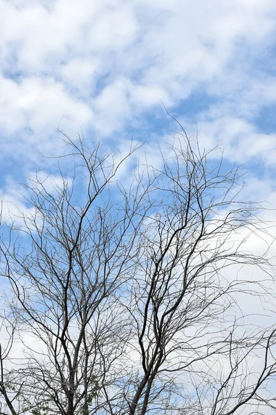 青空と雲を背景にした枯木 — ストック写真