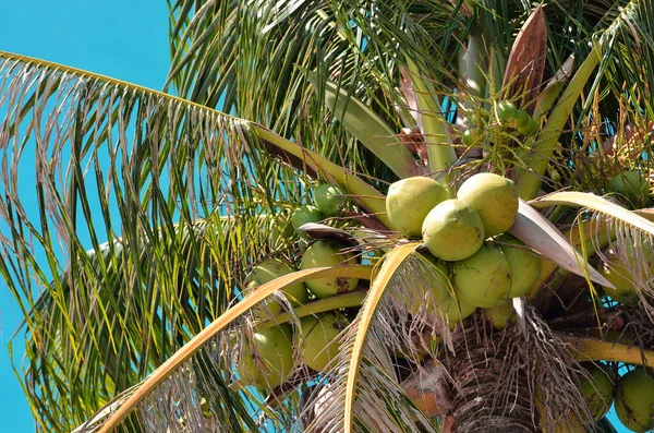 Árbol Coco Con Cielo Azul Estilo Color Vintage — Foto de Stock