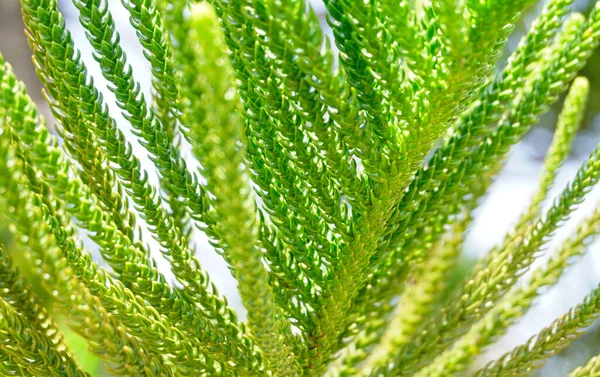 Oksijen kaynakları verimli ağaçlardan elde edilebilir.