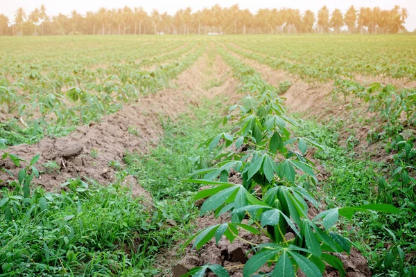 Fermă Cassava Lumină Agricultură — Fotografie, imagine de stoc