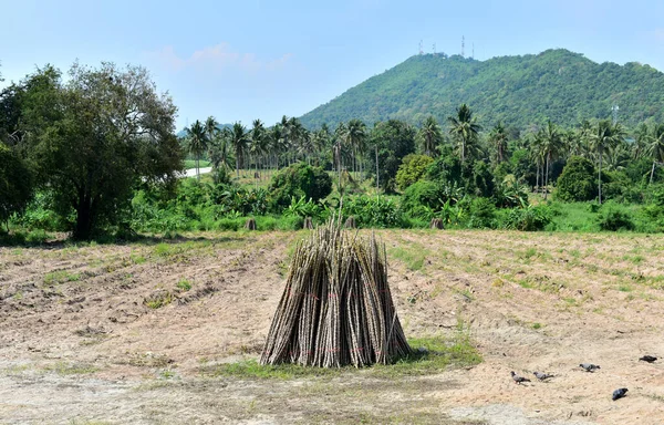 Perkebunan Pohon Singkong Pertanian — Stok Foto