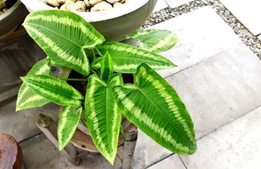 Yüksek açılı bitkiler, Schismatoglottis Wallichii, güzel beyaz çizgili yeşil yapraklar.