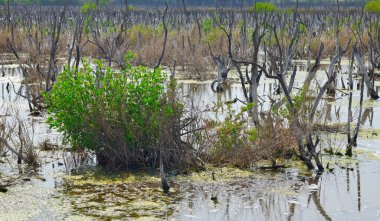Bataklıkta tuzlu suyla kurumuş ağaçla yeşil yaprak, çevresel arka plan