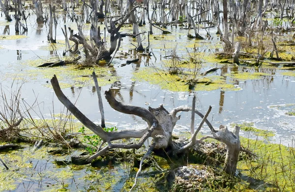 Сушене Дерево Болоті Солоною Водою Екологічний Фон — стокове фото