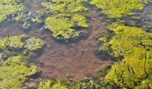 Algenblüte Teich — Stockfoto