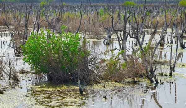 Bataklıkta tuzlu suyla kurumuş ağaçla yeşil yaprak, çevresel arka plan
