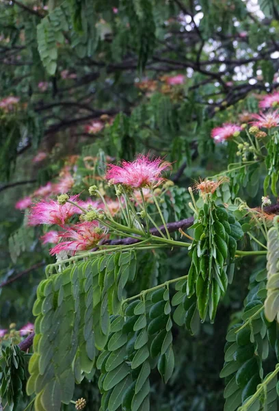 樹木の上に咲くアルビジアジュブリシンの花 — ストック写真