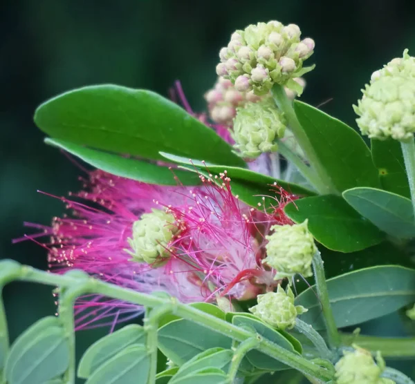 Albizia Julibrissin Λουλούδι Ανθίζει Στο Δέντρο — Φωτογραφία Αρχείου