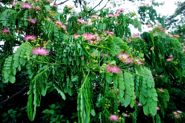 Albizia Julibrissin Fleur Fleurir Sur Arbre — Photo